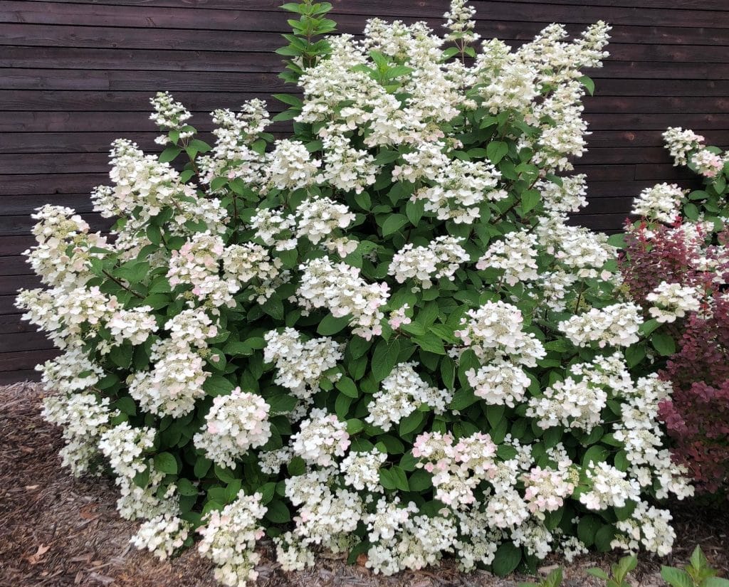 Hydrangea Fire Ice Northern Family Farms