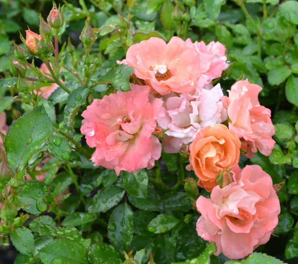 Rose Peach Drift Tree – Northern Family Farms