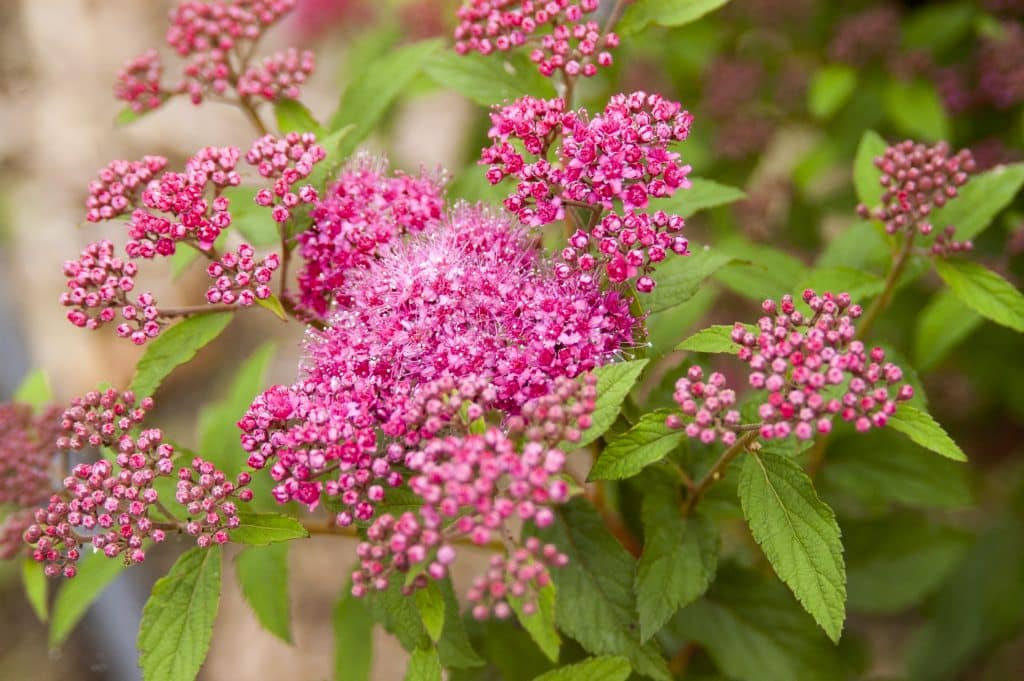 Pink Sparkler™ Spirea