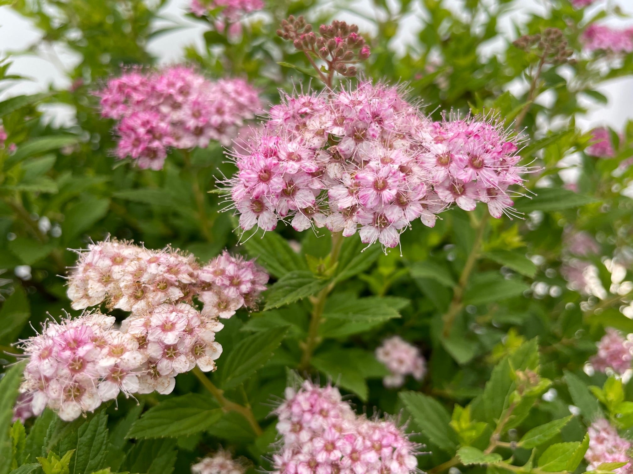 Little Princess Spirea